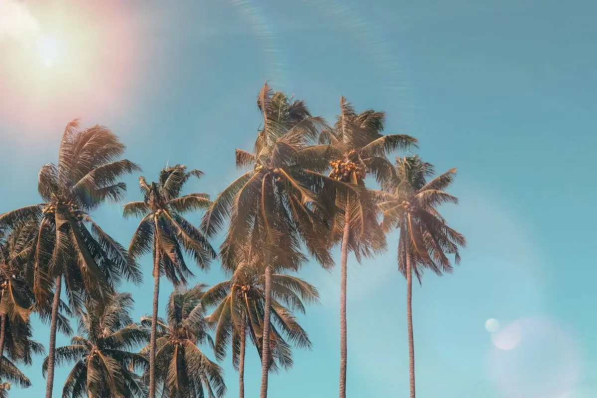 Lush palm trees swaying under a clear sky during Island Getaway Tours in Islamorada