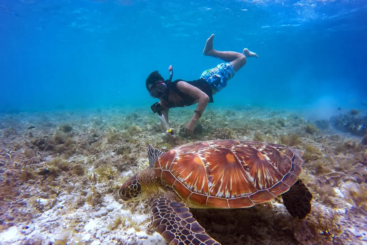 Brown tortoise swimming in clear water beside a man, showcasing the beauty of Islamorada water activities in the Florida Keys