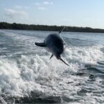 a dolphin jumping