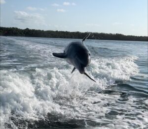 a dolphin jumping